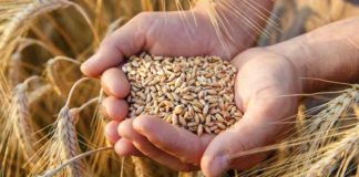 È nata la Commissione Unica Nazionale: garantirà a livello nazionale il prezzo indicativo del grano