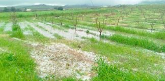 Maltempo, Coldiretti segnala danni al comparto agricolo nel materano