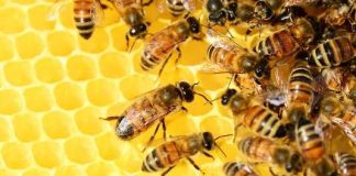 Giornata api: Coldiretti Basilicata: «Servono trasparenza e misure per difendere i nostri alveari»