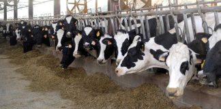 Coldiretti Basilicata: «Stangata agli allevatori con 3600 euro in più ad azienda negli ultimi due mesi»