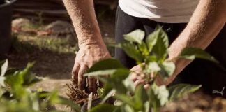 Coldiretti Basilicata: «Bene le misure a favore dei lavoratori impegnati nelle campagne estive»