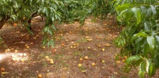 Nubifragio a Gaudiano di Lavello, Coldiretti Basilicata: «Per le aziende il prezzo più alto»