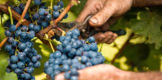 Vendemmia 2026, Coldiretti Basilicata: «Qualità promettente e produzioni in linea»