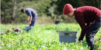 Coldiretti Basilicata: «Bene il piano per gli alloggi dei lavoratori agricoli stagionali»