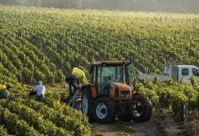 Fertilizzanti, Coldiretti Basilicata: «Sostegno straordinario per le colture escluse dagli aiuti nazionali»