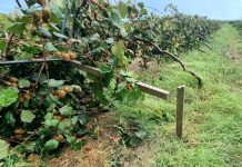 Tromba d’aria sulle campagne di Policoro e Scanzano Jonico, l’allarme di Coldiretti Basilicata