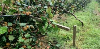Tromba d’aria sulle campagne di Policoro e Scanzano Jonico, l’allarme di Coldiretti Basilicata