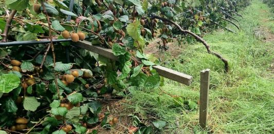 Tromba d’aria sulle campagne di Policoro e Scanzano Jonico, l’allarme di Coldiretti Basilicata